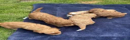 Cockapoo dogs for sale: Outstanding cockapoo puppies - Advert 8
