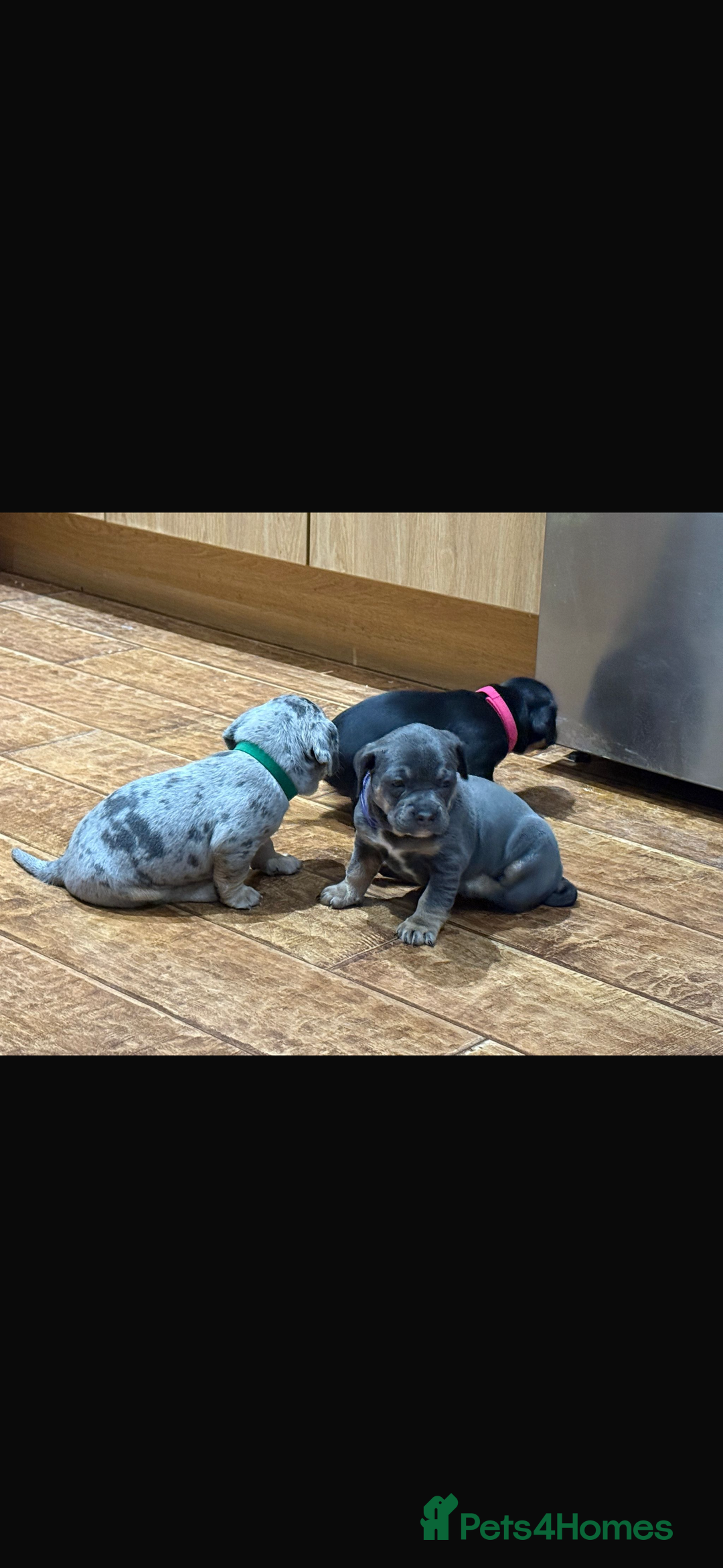 Mixed Breed dogs for sale: 🐾 Beautiful French Bull Weiners 🐾  - Advert 16