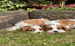 Cavalier King Charles Spaniel dogs for sale: 4 beautiful King Charles cavaliers 🩷 - Image 5