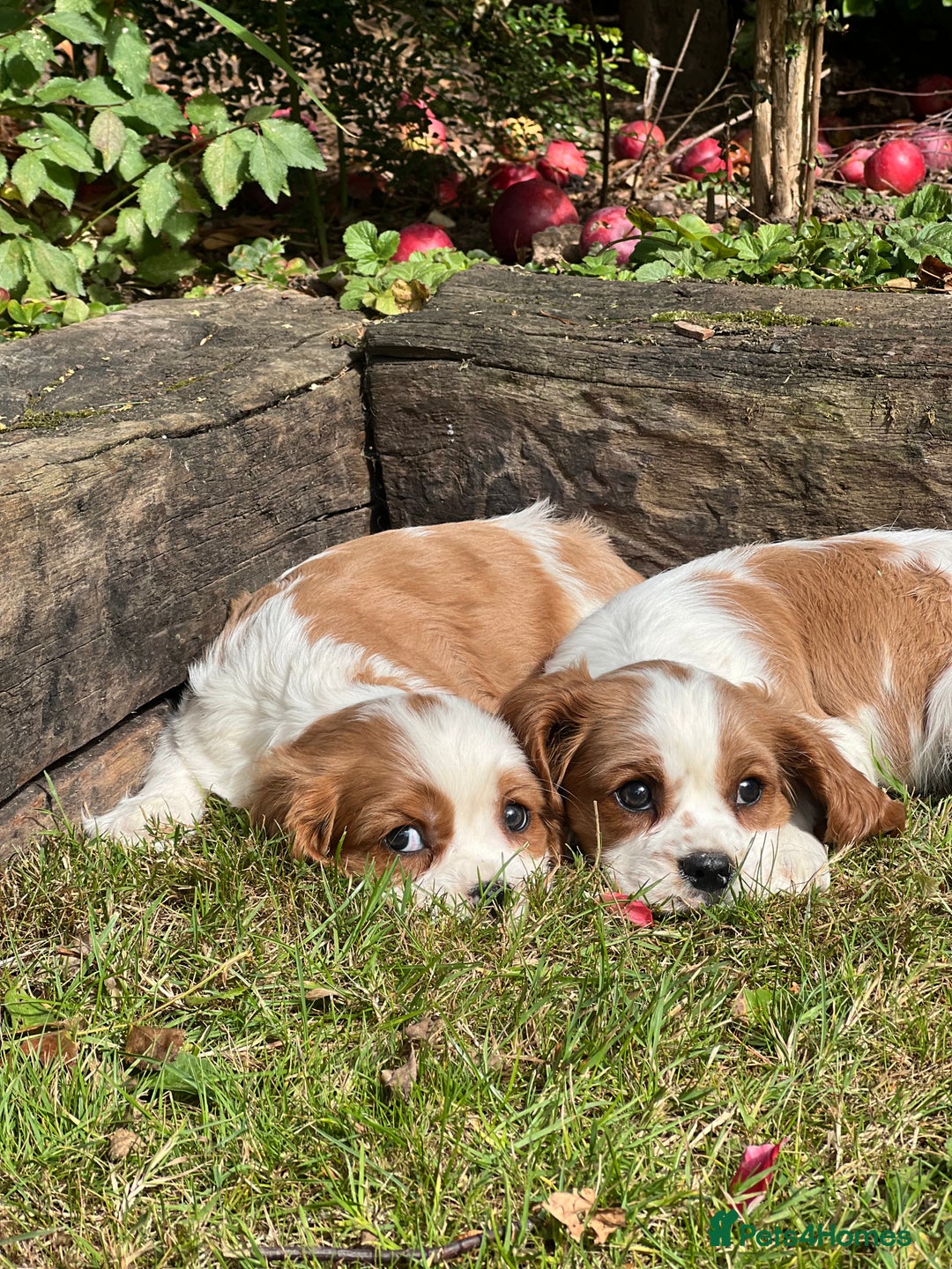 Cavalier King Charles Spaniel dogs for sale: 4 beautiful King Charles cavaliers 🩷 - Image 5
