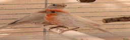 Finches birds for sale: Pair of red opal Mexican house finches  - Advert 4