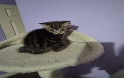 Scottish Fold cats for sale: Beautiful Scottish fold x cross kittens  - Image 5