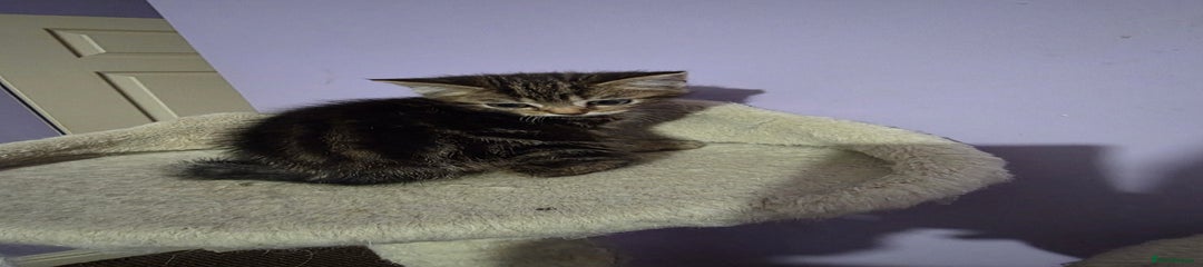 Scottish Fold Kitten 3