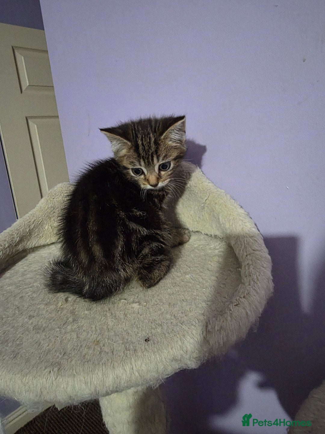 Scottish Fold cats for sale: Beautiful Scottish fold x cross kittens  - Image 5