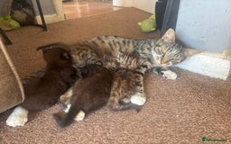 Domestic Shorthair cats for sale: 2 Gorgeous Kittens For Sale - NO TABBYS AVAILABLE  - Image 3
