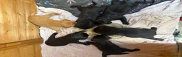 Labrador Retriever dogs for sale: Labrador Pups - Advert 4