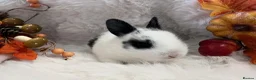 Rex rabbits for sale: Rex x Netherland dwarf  - Advert 22
