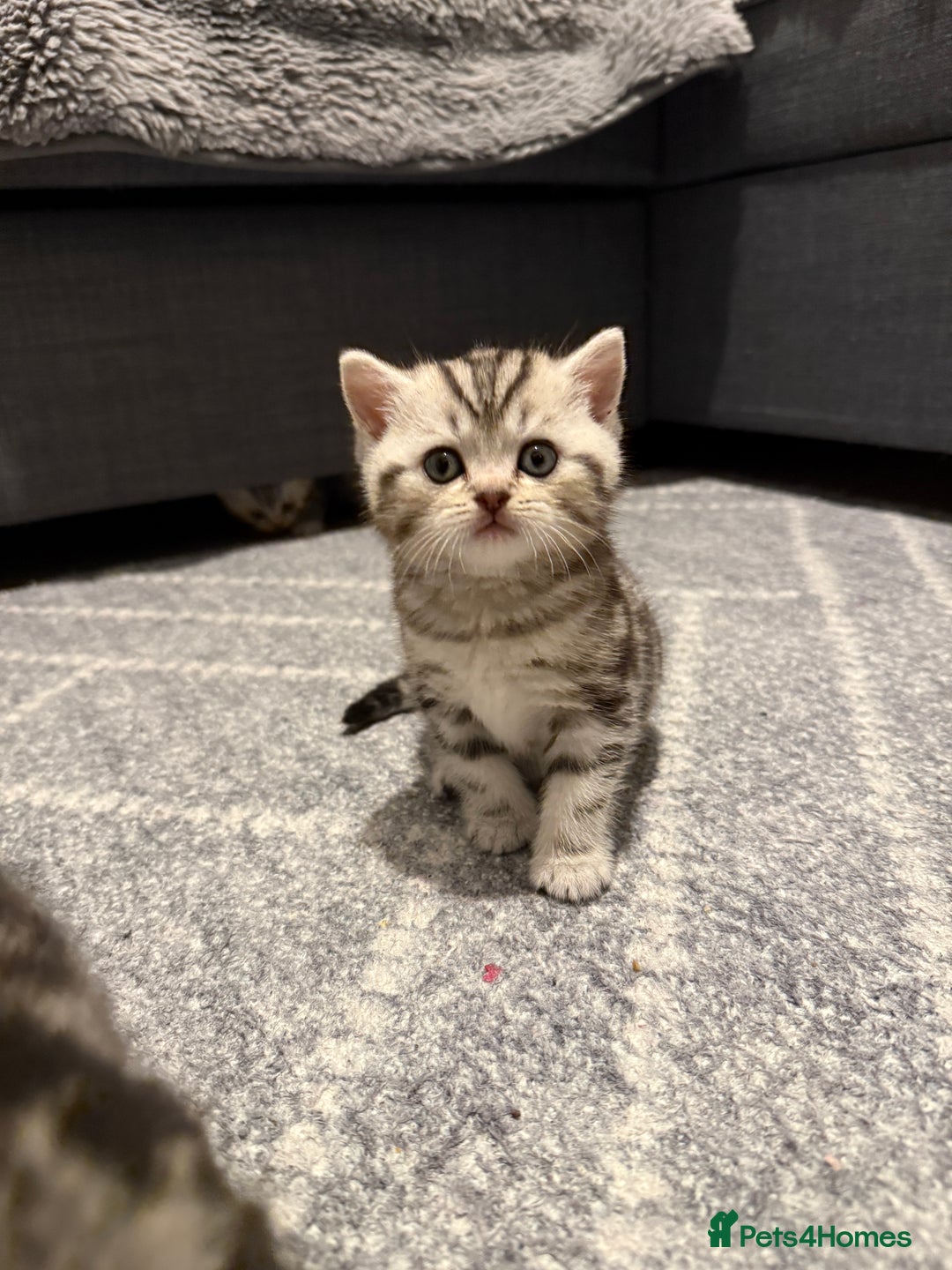 Scottish Fold cats for sale: 🐾 Adorable Scottish Straight kittens  - Advert 3