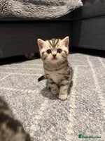 Scottish Fold cats 🐾 Adorable Scottish Straight kittens - Advert 9
