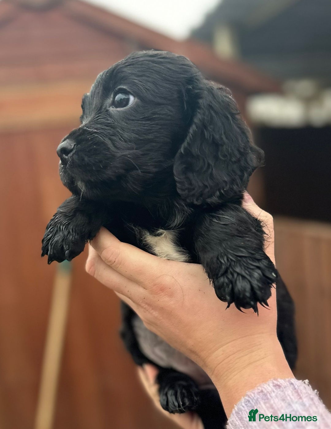 Sprocker dogs for sale: Sprocker spaniel puppies - Advert 5