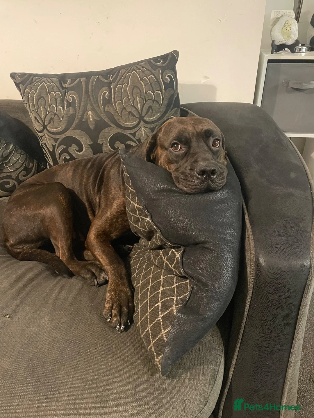 Mixed Breed dogs for sale: Dakota  in Folkestone - Advert 2