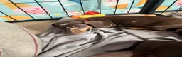 Dachshund dogs for sale: Dachshund puppies for sale  - Advert 33
