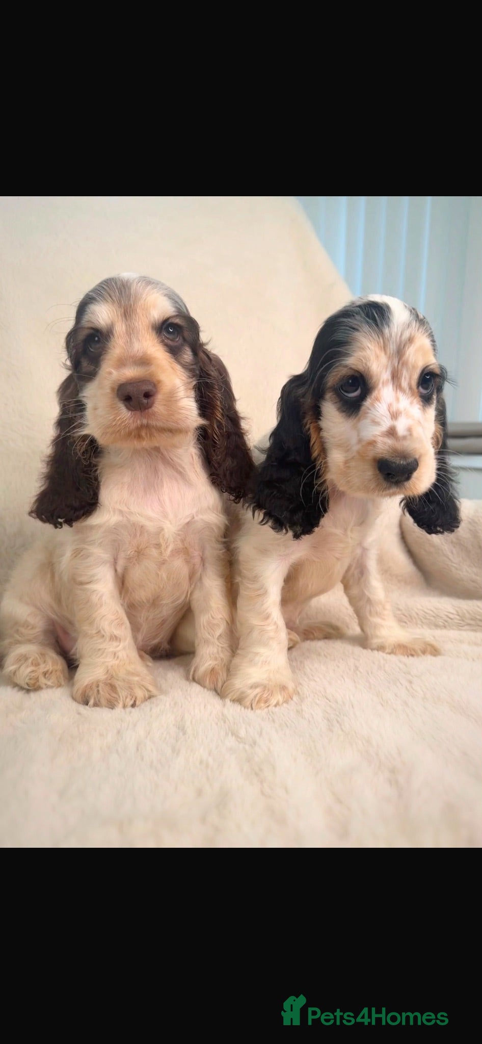 Cocker Spaniel dogs READY NOW KC SHOW COCKER SPANIELS  - Advert 1