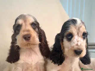 Cocker Spaniel dogs READY NOW KC SHOW COCKER SPANIELS - Advert 4