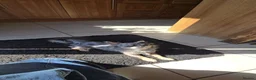 Chihuahua dogs for sale: Beautiful Long-Haired Chihuahua Puppies in Harlow - Advert 15