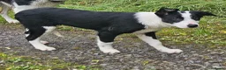 Border Collie dogs for sale: ISDS Border Collie Pups - Advert 3