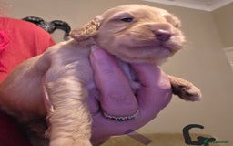 Cockapoo dogs for sale: Cockapoo puppies - Advert 8