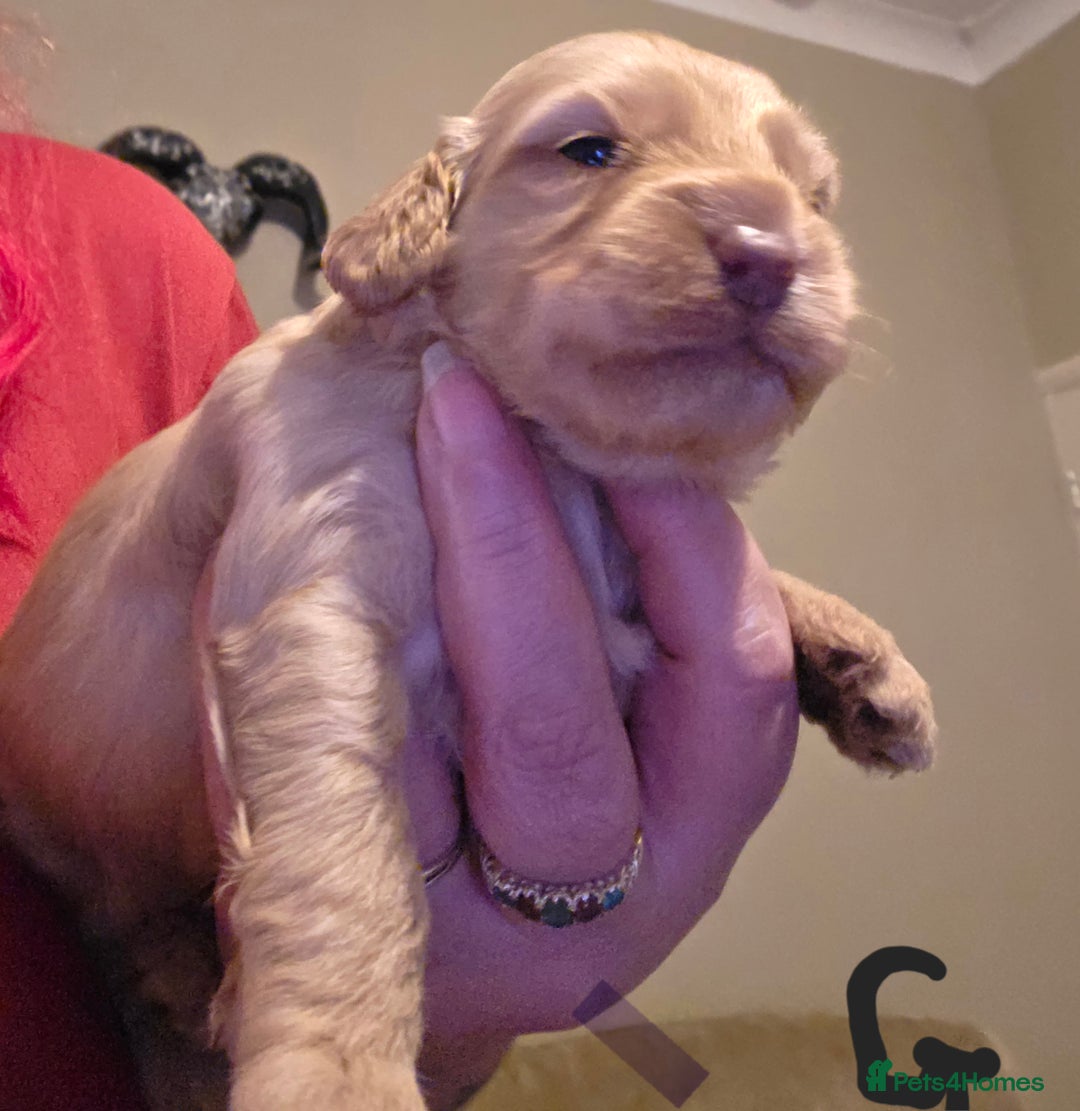 Cockapoo dogs for sale: Cockapoo puppies - Advert 8