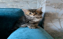 Mixed Breed cats for sale: Kittens for Sale - Image 6