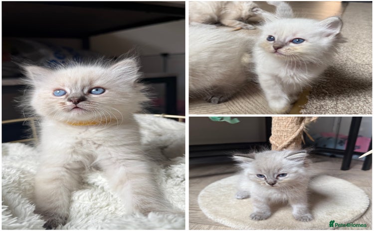 Ragdoll cats - Advert 3
