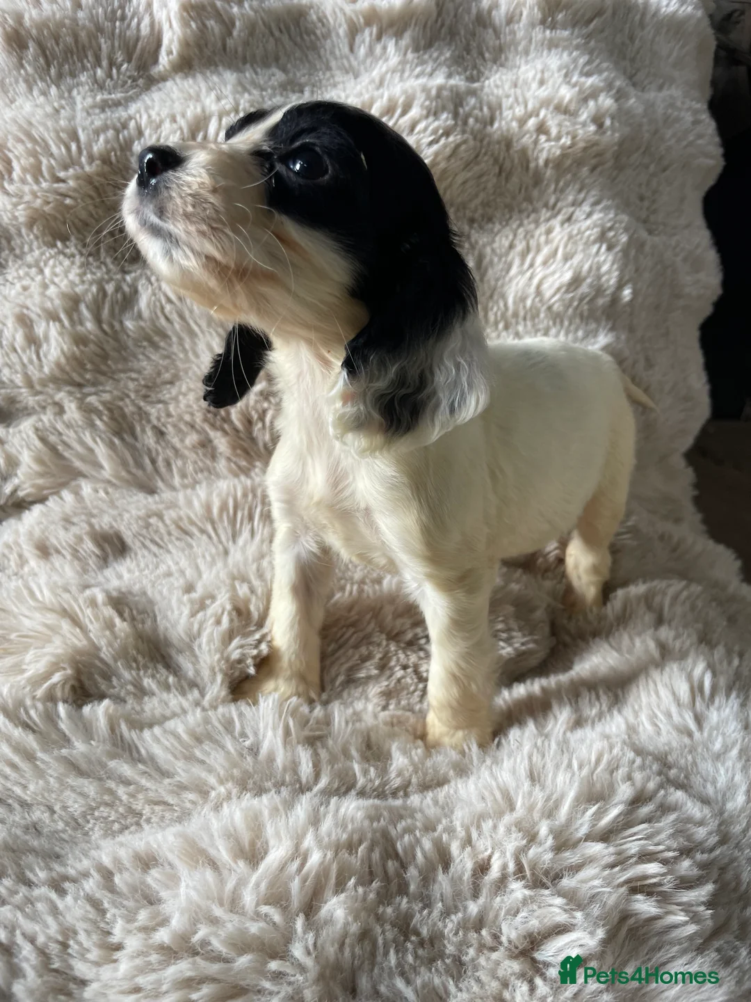 Cocker Spaniel dogs for sale: Working cocker spaniels  - Advert 14