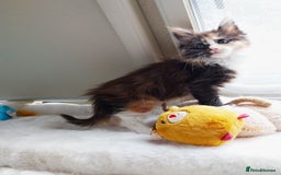 Maine Coon cats for sale: Maine Coon Kittens Polydactyl. Tortie. White - Image 12