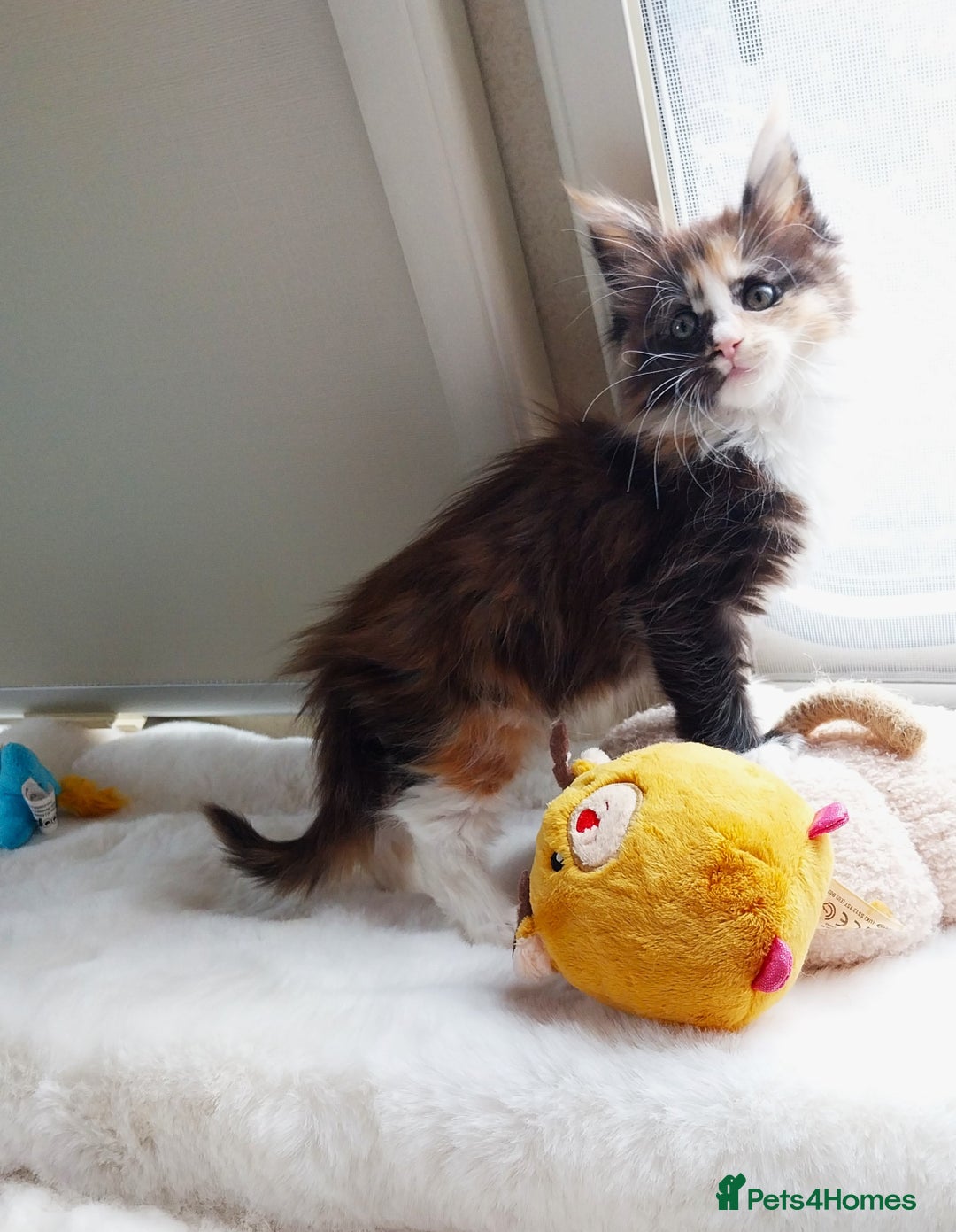 Maine Coon cats for sale: Maine Coon Kittens Polydactyl. Tortie. White - Image 12