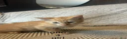 Mixed Breed cats for sale: Ginger Kittens  - Advert 2