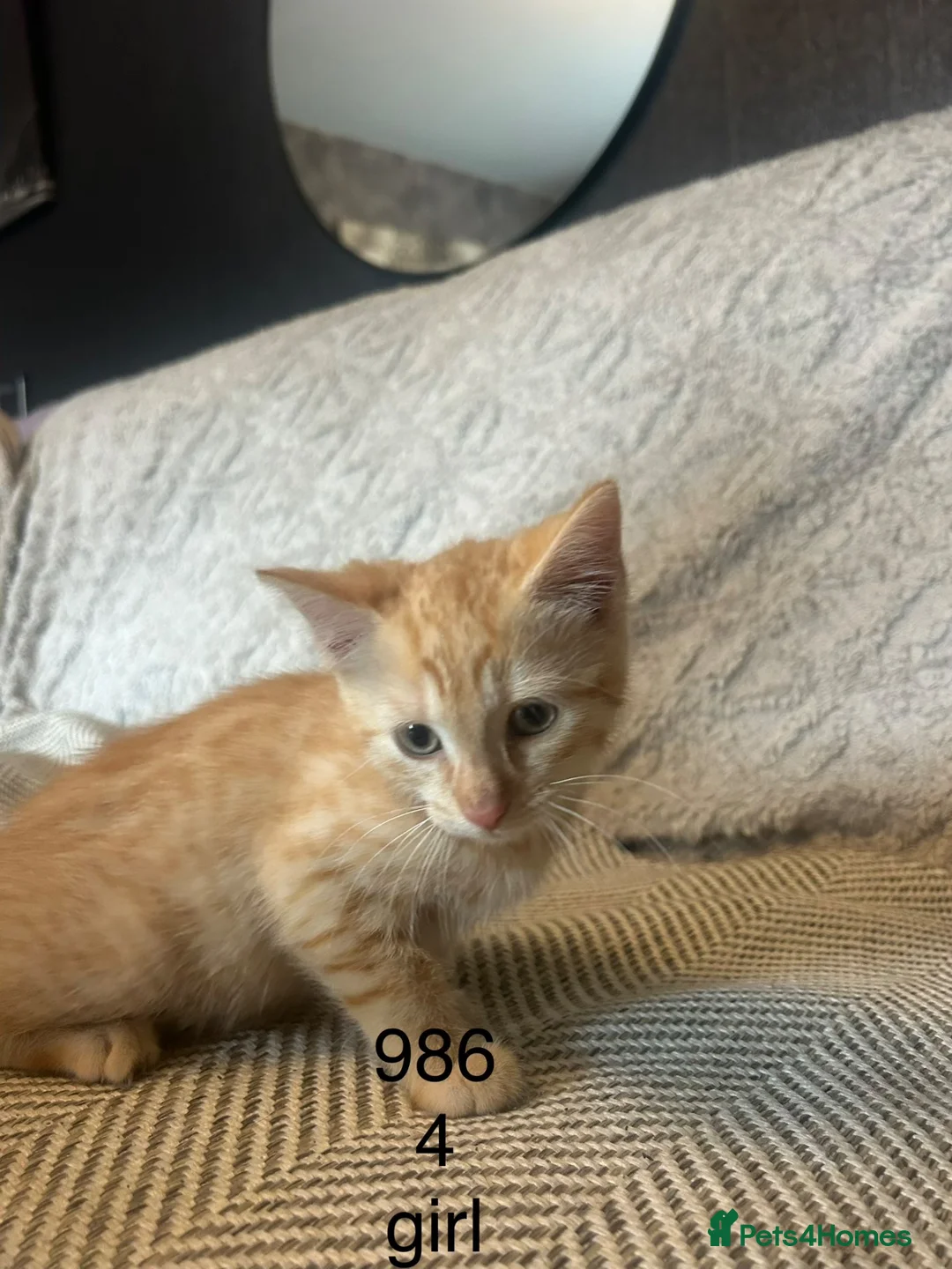 Mixed Breed cats for sale: Ginger Kittens  - Advert 2