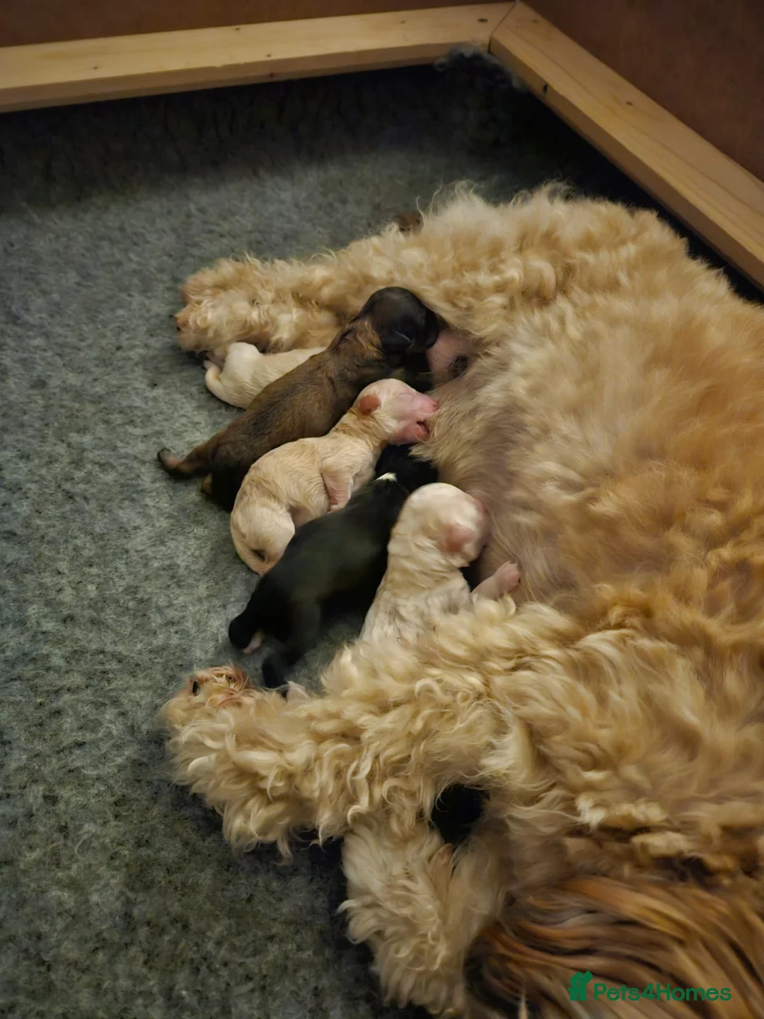 Miniature Poodle dogs for stud: Well PROVEN STUD Archie Minature Poodle  in Chard - Advert 37