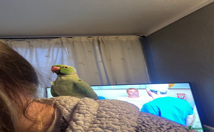 Ringnecks birds - Advert 1