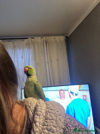 Ringnecks birds - Advert 5