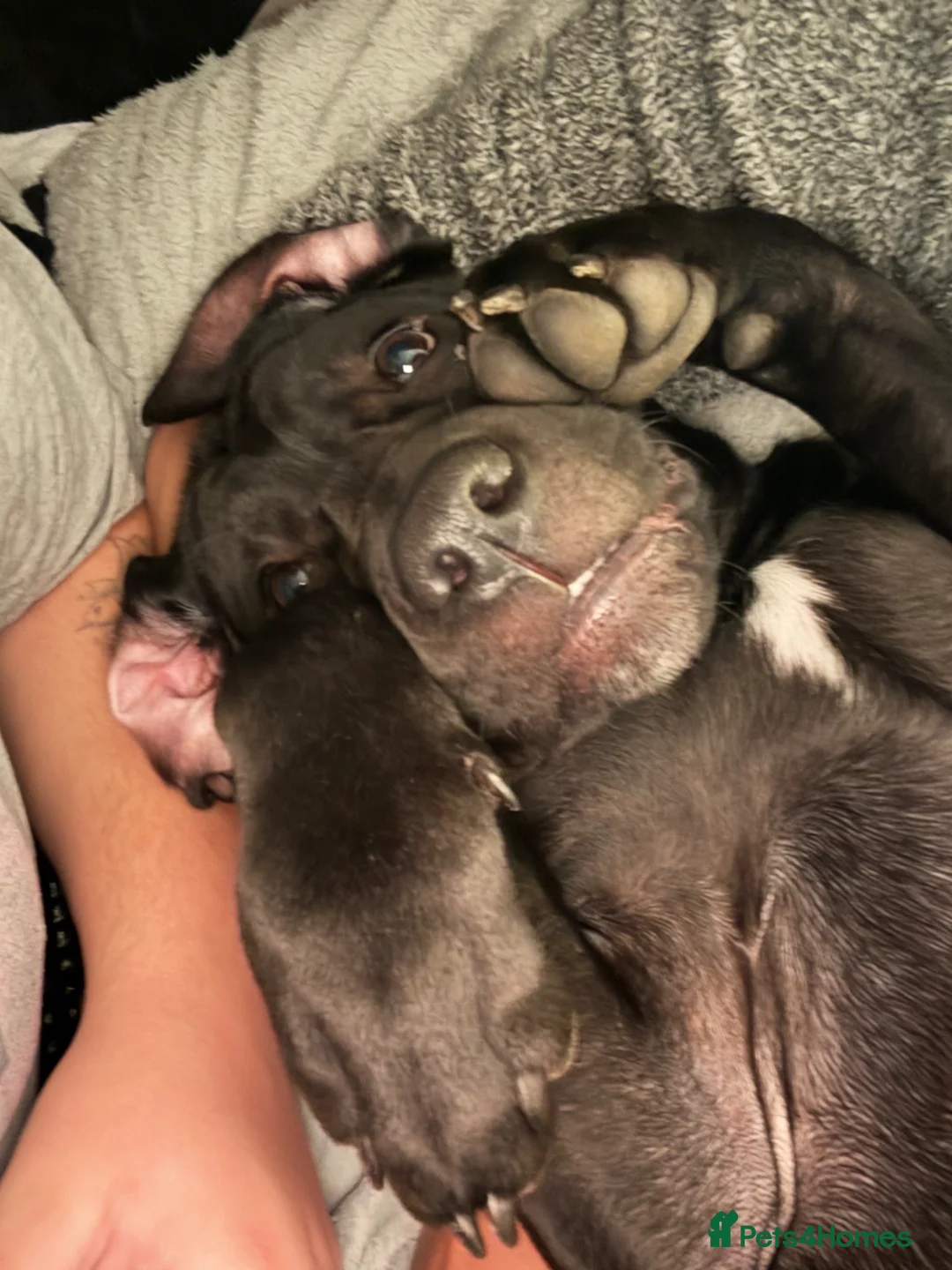 Cane Corso dogs for sale: 🐾Nova🐾 - Advert 6