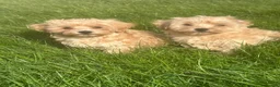 Maltipoo dogs for sale: Maltipoo boys ready now  - Advert 4