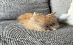 Lionhead rabbits for sale: Lion head  8weeks old  in Swadlincote - Image 5