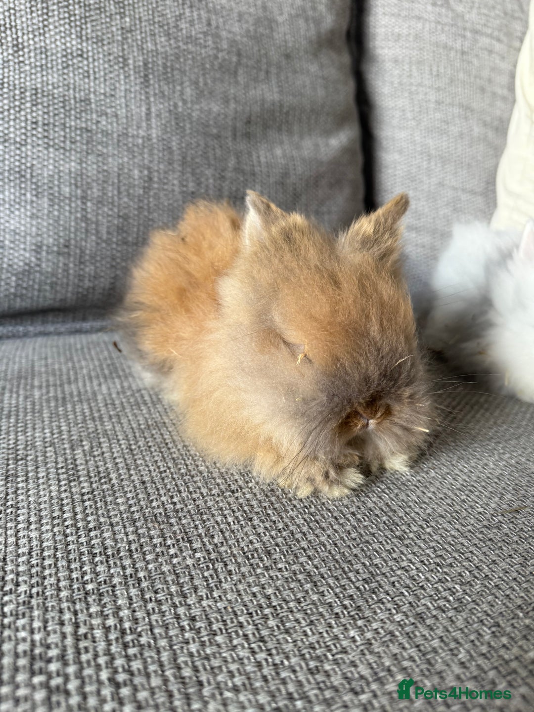 Lionhead rabbits for sale: Lion head  8weeks old  in Swadlincote - Image 5