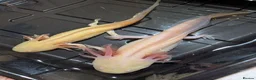 Axolotl reptiles for sale: Beautiful hypo baby Axolotls available last few  - Advert 12