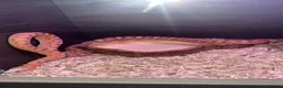 Corn Snake reptiles for sale: Female Scaleless Corn Snake  - Advert 4