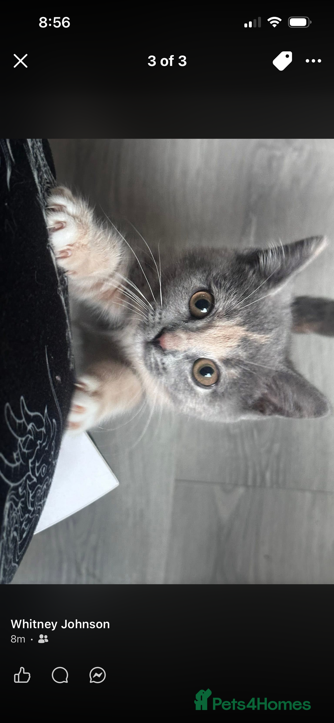 British Shorthair cats for sale: British short hair mix 🐱  - Advert 2