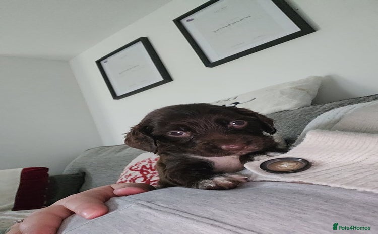 Cocker Spaniel dogs - Advert 2