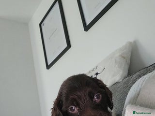 Cocker Spaniel dogs - Advert 2