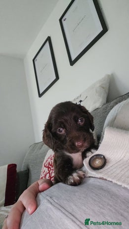 Cocker Spaniel dogs - Advert 2