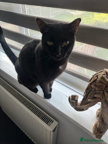 Domestic Shorthair cats in Ware - Advert 2