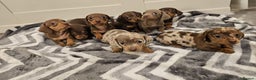 Miniature Dachshund dogs for sale: Stunning miniature dachshund puppies - Advert 11