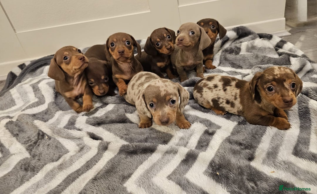 Miniature Dachshund dogs for sale: Stunning miniature dachshund puppies - Advert 11