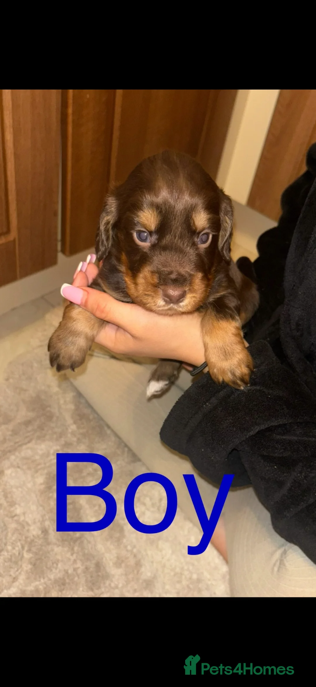 Cocker Spaniel dogs for sale: Working Cocker spaniel puppies for sale - Advert 2