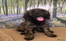 Mixed Breed dogs for sale: Ready now for their 5* homes - Image 2