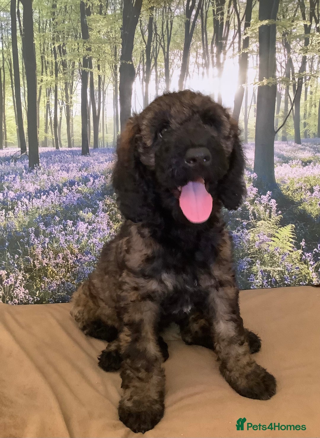 Mixed Breed dogs for sale: Ready now for their 5* homes - Image 2