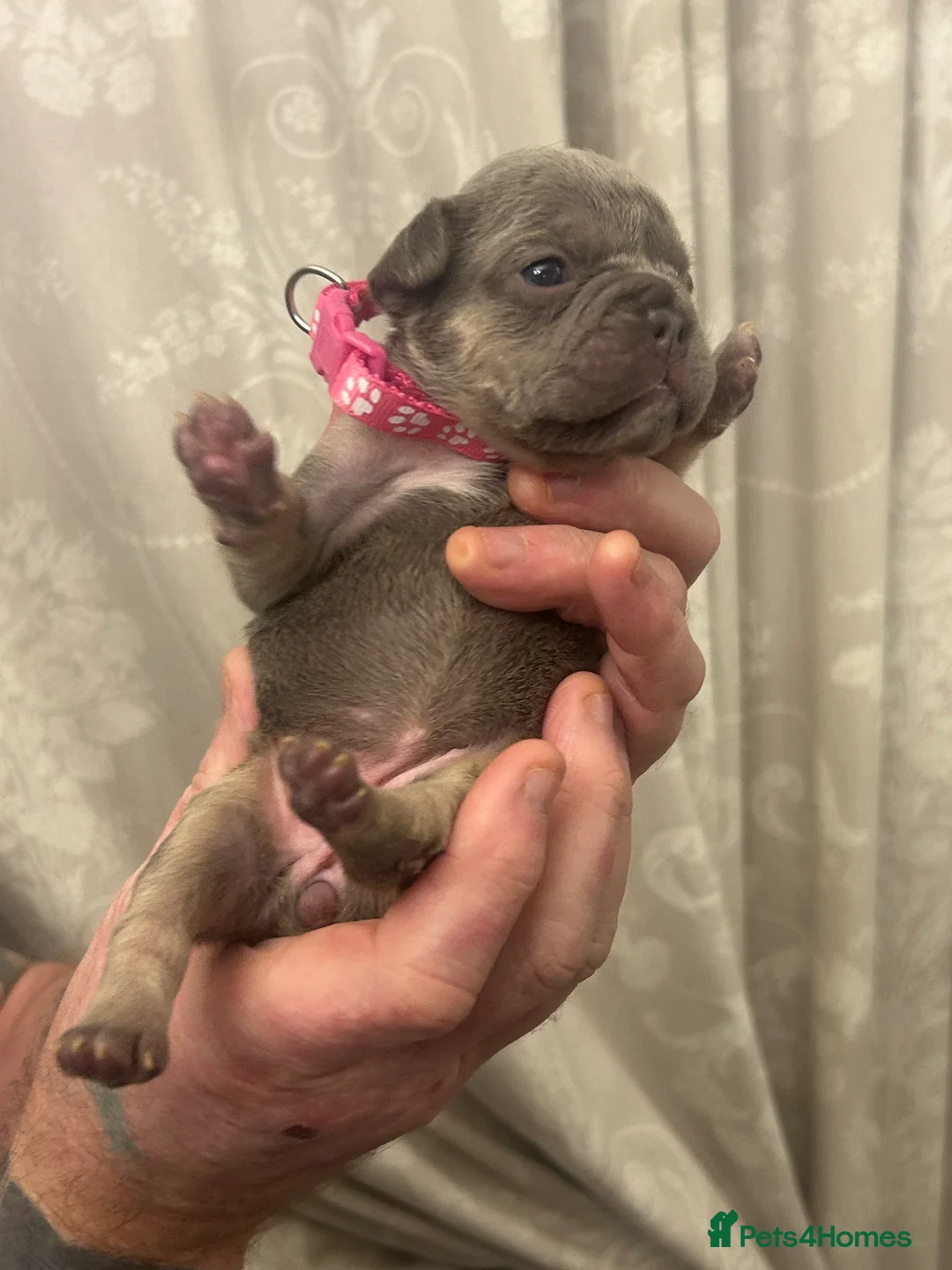 French Bulldog dogs for sale: 9 top quality fluffy carrying french bulldogs  - Advert 11