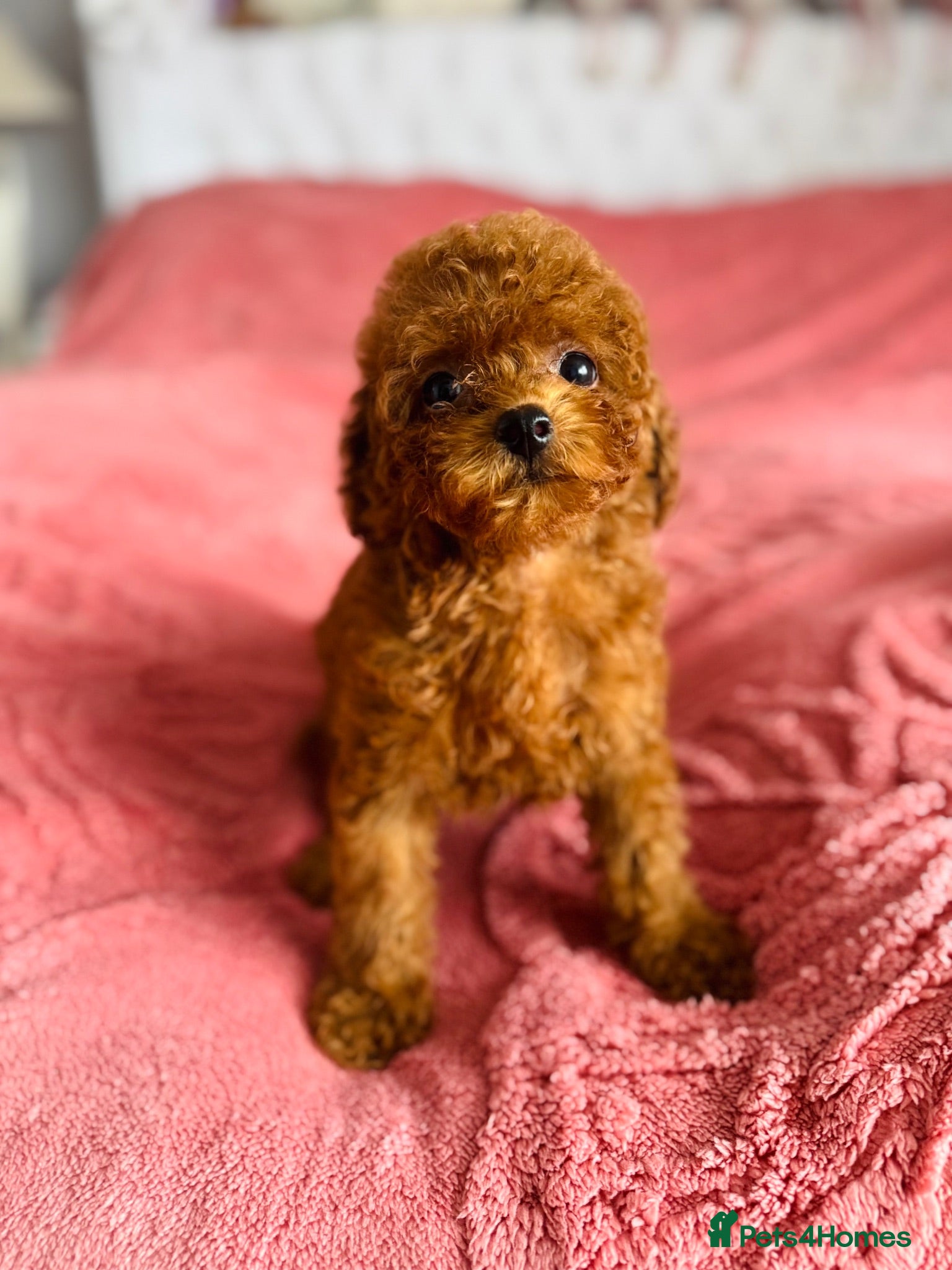 Toy Poodle dogs 🧸Asian Poodles DNA Tested🧬  - Advert 1